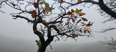 Beispielbild